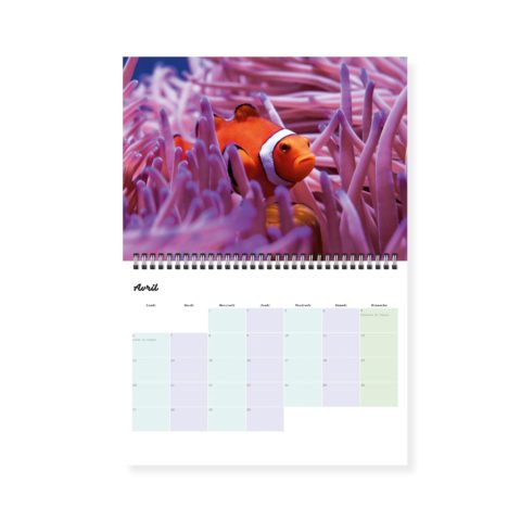 Calendrier photos - Vie sous-marine