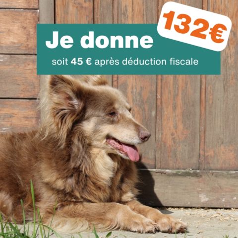 Don de 132€ - Pour 6 mois de soins pour un chien
