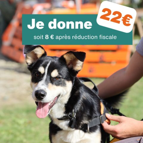 Don de 22€ - Pour 1 mois de soins pour chien