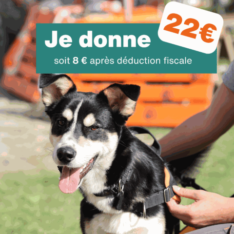 Don de 22€ - Pour 1 mois de soins pour chien