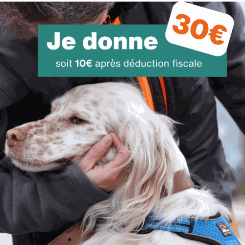 Don de 30€ - pour 1 mois de nourriture pour chien
