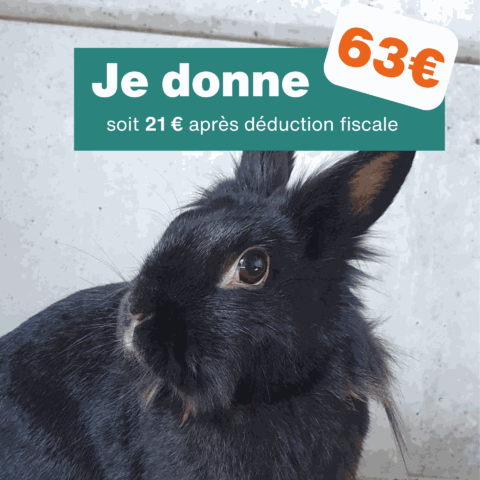 Don de 63€ - Pour 3 mois de traitement pour un lapin
