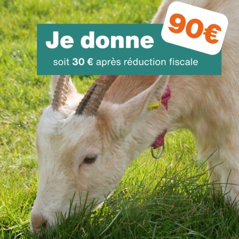Don de 90€ - Pour 3 mois de traitement pour les chèvres
