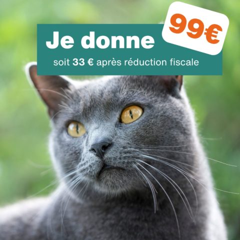 Don de 99€ - Pour 3 mois de soins et de nourriture pour un chat