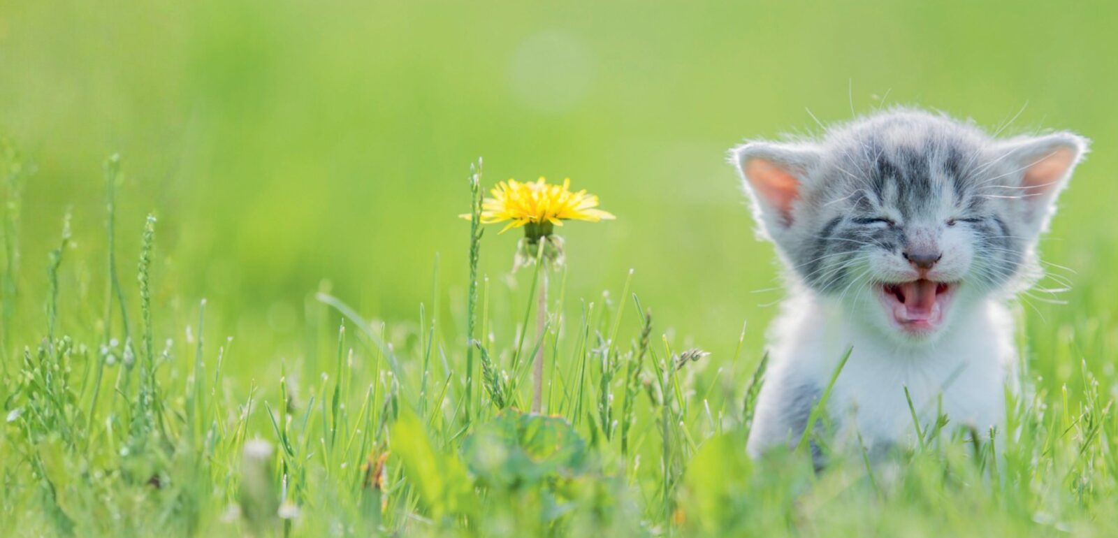 Bienvenue sur notre boutique