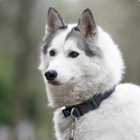 Collier Jean Fidelami M La SPA