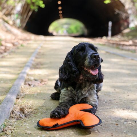 Jouet Triskèle La Spa