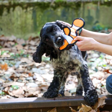 Peluche pour chien, Flash le poisson clown